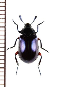ゴミムシダマシの一種　Tenebrionidae species　ベトナム北西部