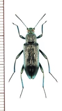 ゴミムシダマシの一種　Strongylium sp.　ベトナム中部