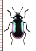 ゴミムシダマシの一種　Tenebrionidae species　ベトナム中部