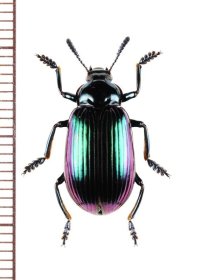 ゴミムシダマシの一種　Tenebrionidae species　ベトナム中部