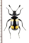 オオキノコムシ擬態のゴミムシダマシの一種　Strongylium sp.　ベトナム中部