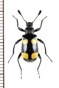 オオキノコムシ擬態のゴミムシダマシの一種　Strongylium sp.　ベトナム中部