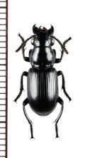 オオクチキゴミムシの一種　Morionidius charon　ベトナム北東部