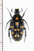 チビエグリハナムグリの一種　Ixorida elegans　♀　インドネシア（スラウェシ島）