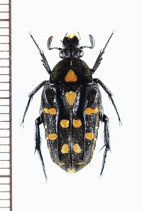 チビエグリハナムグリの一種　Ixorida elegans　♀　インドネシア（スラウェシ島）