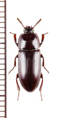 ゴミムシダマシの一種　Uloma sp.　♂　ベトナム北西部