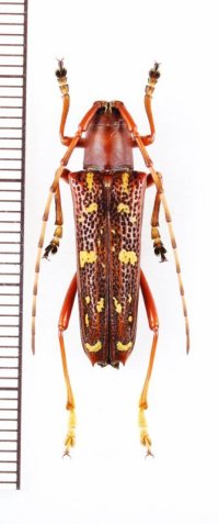 ミツギリゾウムシ擬態のカミキリムシの一種 　Glenea subrubricollis　♂　 ベトナム北東部
