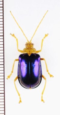 ハムシの一種　Chrysomeridae species　インドネシア（ボルネオ島）