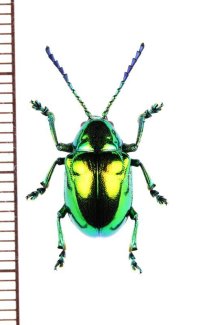 ハムシの一種　Platycorynus sp.　インドネシア（ボルネオ島）