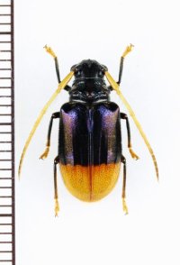 カミキリムシの一種　 Tetraophthalmus terminatus　♀　インドネシア（ボルネオ島）