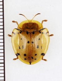 カメノコハムシの一種　Aspidomorpha sp.　インドネシア（ボルネオ島）