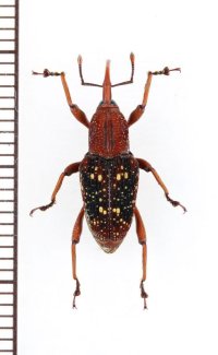 ミツギリゾウムシ擬態のゾウムシの一種  Curculionidae species   ベトナム北東部