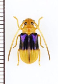 カミキリムシの一種　 Astathes levis　♂　インドネシア（ボルネオ島）