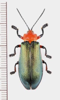 トゲハムシの一種　Botryonopa sp.　♀　インドネシア（ボルネオ島）