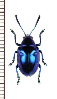 ハムシの一種　Platycorynus sp.　インドネシア（ボルネオ島）