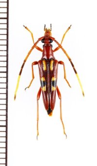 ミツギリゾウムシ擬態のハナカミキリの一種 　Lepturinae species　 ベトナム中部