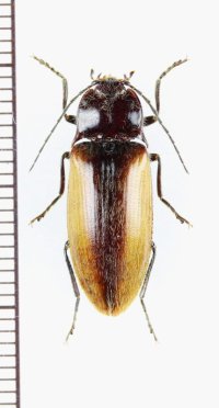 コメツキムシの一種　Elateridae species　ベトナム北東部