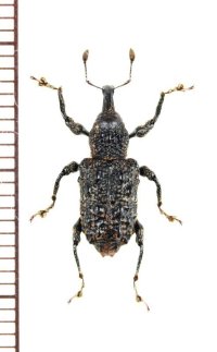 ゾウムシの一種  Curculionidae species   ベトナム北東部