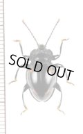オオキノコムシ擬態のテントウムシダマシの一種　Endomychidae species　ベトナム北東部