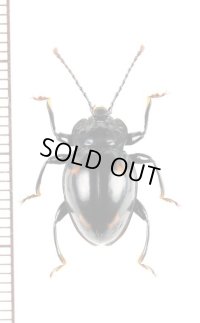 オオキノコムシ擬態のテントウムシダマシの一種　Endomychidae species　ベトナム北東部