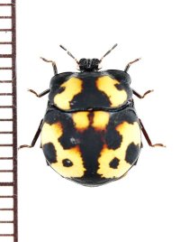 オオキノコムシ擬態のマルカメムシの一種　Plataspidae species　ベトナム北東部