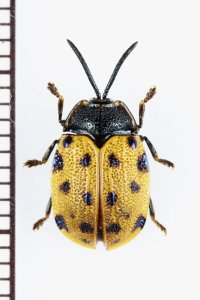 テントウムシ擬態のカメノコハムシの一種　Epistictina sp.　 ベトナム北西部