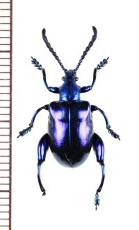 モモブトハムシの一種　Sagra sp.　♀　 ベトナム南部