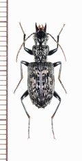 アトバゴミムシの一種　Catascopus mirabilis　ベトナム北東部