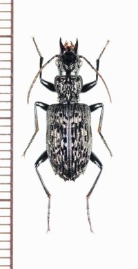 アトバゴミムシの一種　Catascopus mirabilis　ベトナム北東部
