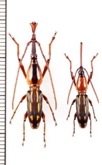 ミツギリゾウムシの一種　ペア　インドネシア（モルッカ諸島：ウォカム島）