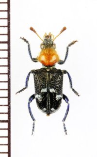 好白蟻性のカッコウムシの一種　Zenithicola crassus　オーストラリア