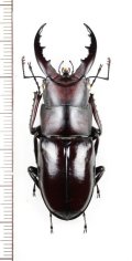 クメジマノコギリクワガタ　大型♂53.7mm　久米島