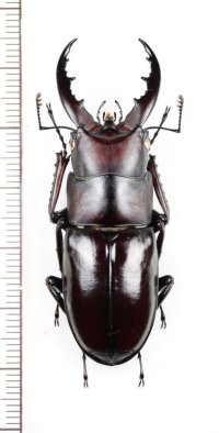 クメジマノコギリクワガタ　大型♂53.7mm　久米島