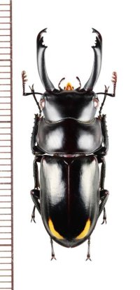 コクワガタの一種　Dorcus bisignatus rufonotatus　♂35.6mm　ベトナム北東部