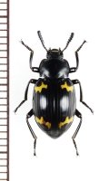 オオキノコムシ擬態のゴミムシダマシの一種　Tenebrionidae species　ベトナム北東部