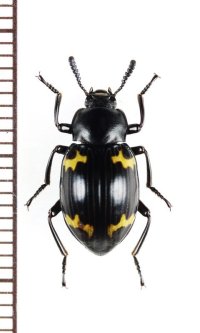 オオキノコムシ擬態のゴミムシダマシの一種　Tenebrionidae species　ベトナム北東部