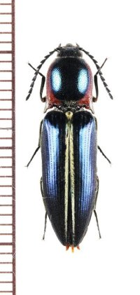 コメツキムシの一種　Elateridae species　♂　ベトナム中部