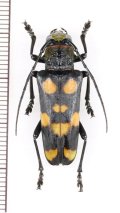 カミキリムシの一種 　Thermistis rubromaculata　♀ 　 ベトナム北東部