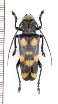 カミキリムシの一種 　Thermistis rubromaculata　♀ 　 ベトナム北東部