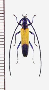 ベニボタル擬態のカミキリムシの一種　Cerambycidae species　♂　 ブラジル