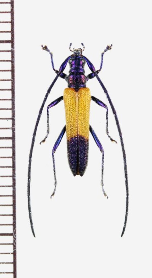 画像1: ベニボタル擬態のカミキリムシの一種　Cerambycidae species　♂　 ブラジル