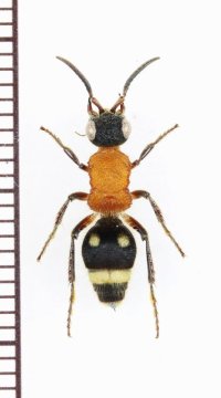 アリバチの一種　Mutillidae species　♀   ベトナム中部