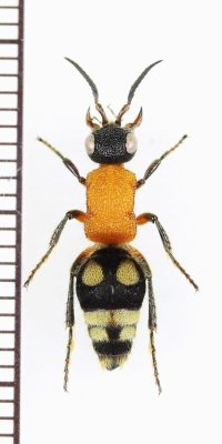 アリバチの一種　Wallacidia oculata　♀　ベトナム北中部