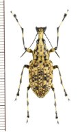 ヒゲナガゾウムシの一種　Meganthribus sp.　♀　ベトナム南部