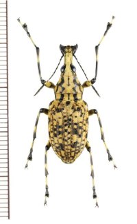ヒゲナガゾウムシの一種　Meganthribus sp.　♀　ベトナム南部