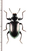 ゴミムシダマシの一種　Phaedis sp.　ベトナム北中部