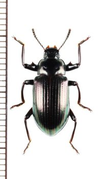 ゴミムシダマシの一種　Phaedis sp.　ベトナム北中部