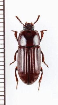 ゴミムシダマシの一種　Uloma sp.　♂　ベトナム北中部