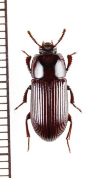 ゴミムシダマシの一種　Uloma sp.　♂　ベトナム北中部