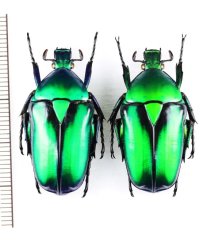 アオカナブンの一種　Rhomborhina resplendens　ペア　ベトナム中部